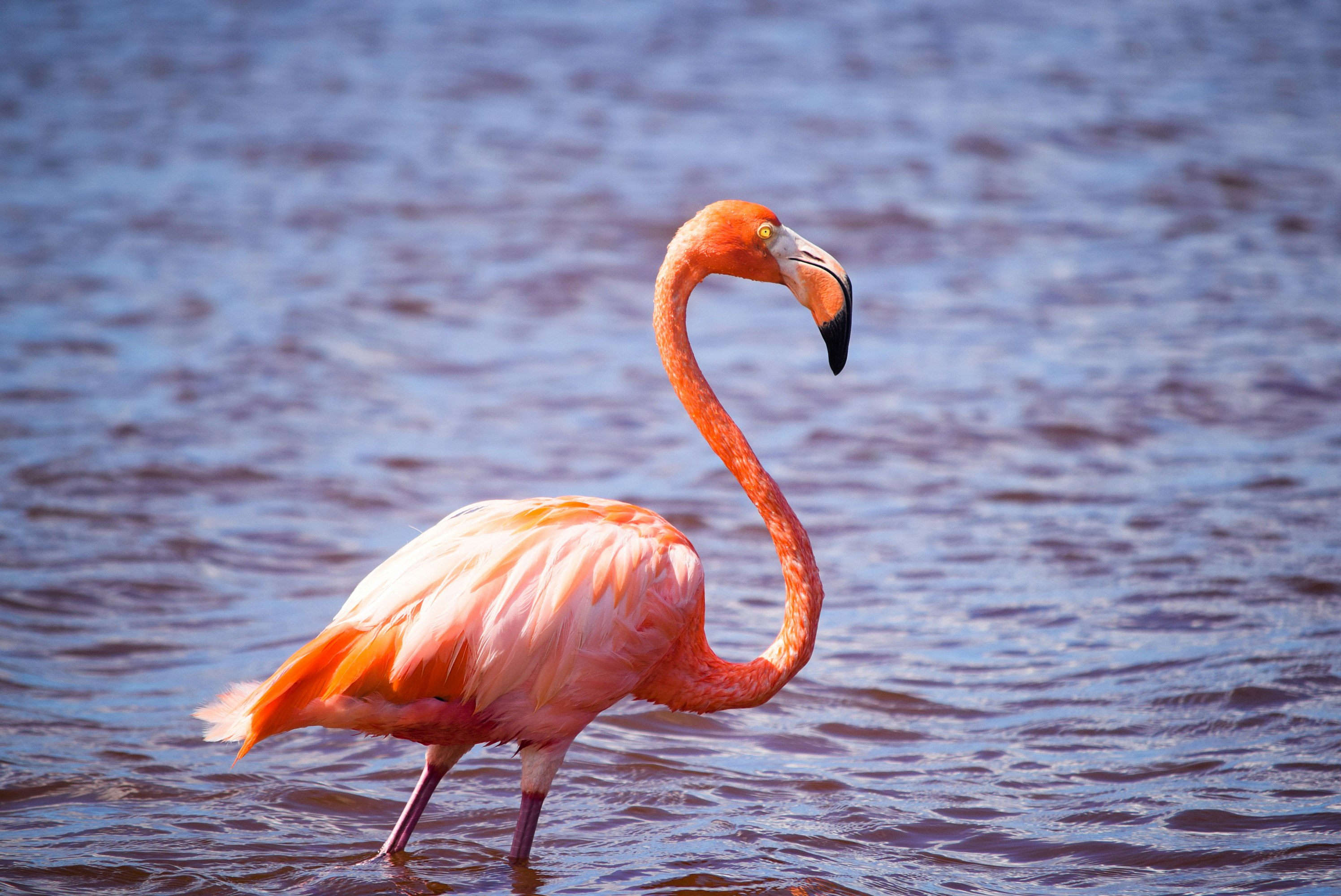 pink flamingo on body of water during daytime